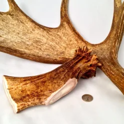Antler Dog Chews Moose Antler - Large - 5-8 In
