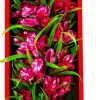 Aquatop Vibrant Passion Plant Boxed Plastic Aquarium Plant - Rose - 16