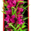 Aquatop Vibrant Passion Plant Boxed Plastic Aquarium Plant - Pink - 16
