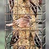 Audubon Squirrel-Resistant Caged Tube Tubed Wild Bird Feeder - Copper - 2 Lbs Cap