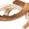Best Buy Bones USA Jumbo Elk Antler - 9-11 Inch