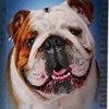 Bio-Groom Natural Oatmeal Anti-Itch Dog Shampoo - 12 Oz