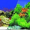 Blue Ribbon Double-Sided Garden/Carribbean Coral Aquarium Background - 24 In X 50 Ft
