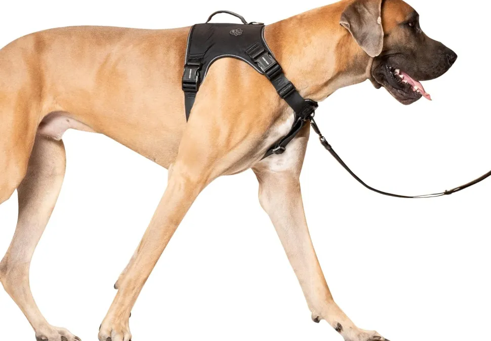 Canada Pooch Core Complete Control Dog Harness and Leash - Black