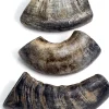 Durkha Water Buffalo Horn Small Natural Dog Chew