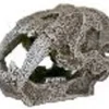 Exotic Environments Saber Tooth Skull Resin Aquatics Decoration - Gray - Extra Small