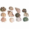 Florida Marine Research Natural Shell Terrarium Ornament Multi-Color - 12 Pack - Medium