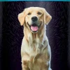 FURminator Dry Dog Shampoo - 6.3 Oz