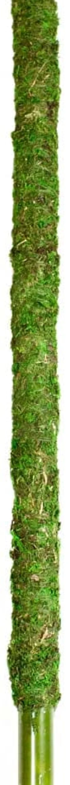Galapagos Mossy Perch Terrarium Ornament - Fresh Green - 24 in