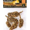 Galapagos Natural Magnolia Seed Pods - 5 pk