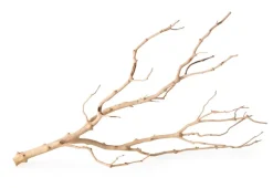 Galapagos Staghorn Wood Manzanita Branch - Brown - 19 In - 24 in