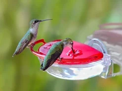 Hummzinger Gem Window Hummingbird Feeder - Red - 4 Oz