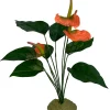 Komodo Anthurium Bush w/ Gravel