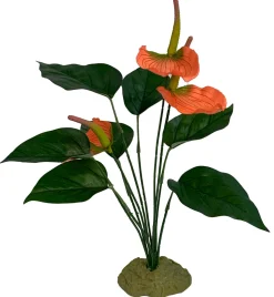 Komodo Anthurium Bush w/ Gravel