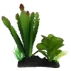 Komodo Cactus & Succulent Plant - One Size