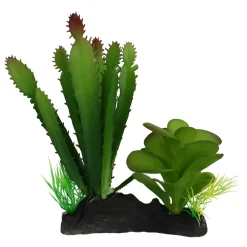 Komodo Cactus & Succulent Plant - One Size