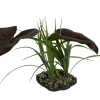 Komodo Rainforest Canopy Plant - 10 in