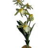 Komodo Spider Orchid Plant w/Gravel