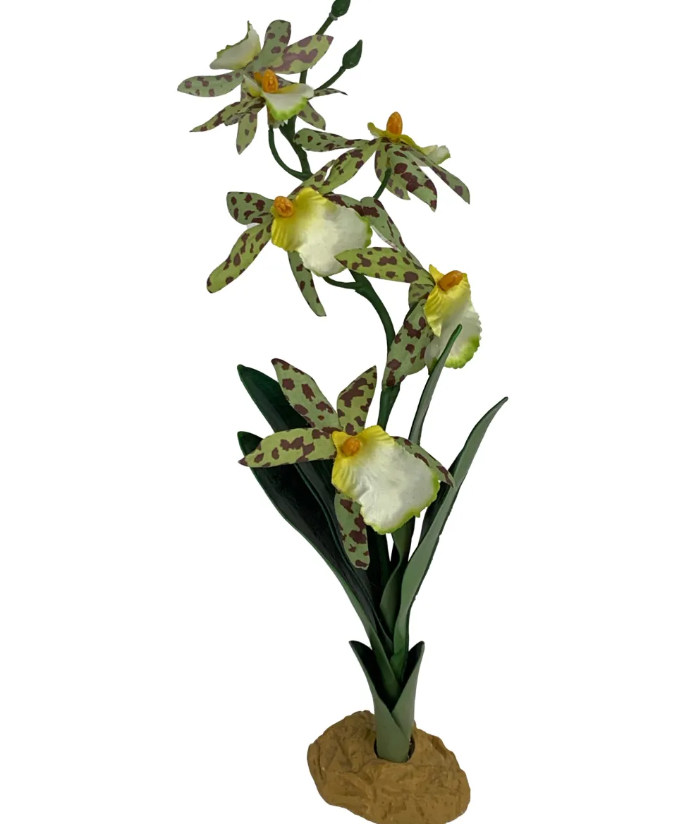 Komodo Spider Orchid Plant w/Gravel