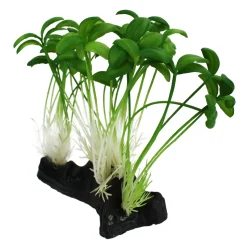 Komodo Sprout Plant - One Size