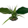 Komodo Woodland Canopy Plant - 42 cm