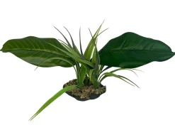 Komodo Woodland Canopy Plant - 42 cm