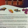 Piscine Energetics Calanus Frozen Fish Food - 4 Oz