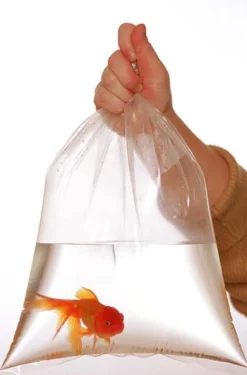 Rutan Poly Industries Fish Bags Clear - 2 mm, 8 in X 20 in - 1000 Bag