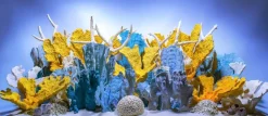 Seaview Double Sided Background Coral Bliss & Luscia Reef - 24 in X 50 ft