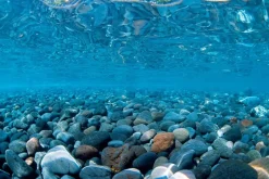 Seaview Double Sided Background River Rock & Sea of Green - 24 in X 50 ft