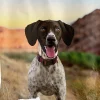 Ultimates Pro Pac Grain-Free Overland Beef Meal Dry Dog Food - 28 Lbs