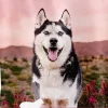Ultimates Pro Pac Grain-Free Meadow Prime Lamb Meal Dry Dog Food - 28 Lbs