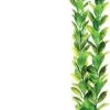 Underwater Treasures Bacopa Monnieri - 20"