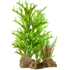 Underwater Treasures Caulerpa On Rock