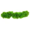 Underwater Treasures Creeping Jenny
