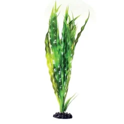 Underwater Treasures Cryptocoryne Balansae - 16"
