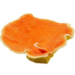 Underwater Treasures Dinner Plate Coral - Orange