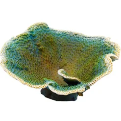 Underwater Treasures Dinner Plate Coral - Green