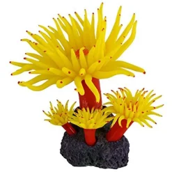 Underwater Treasures Duncan Coral - Sunset