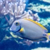 Underwater Treasures Fiji Reef - A