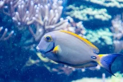 Underwater Treasures Fiji Reef - A
