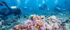 Underwater Treasures Fiji Reef - B