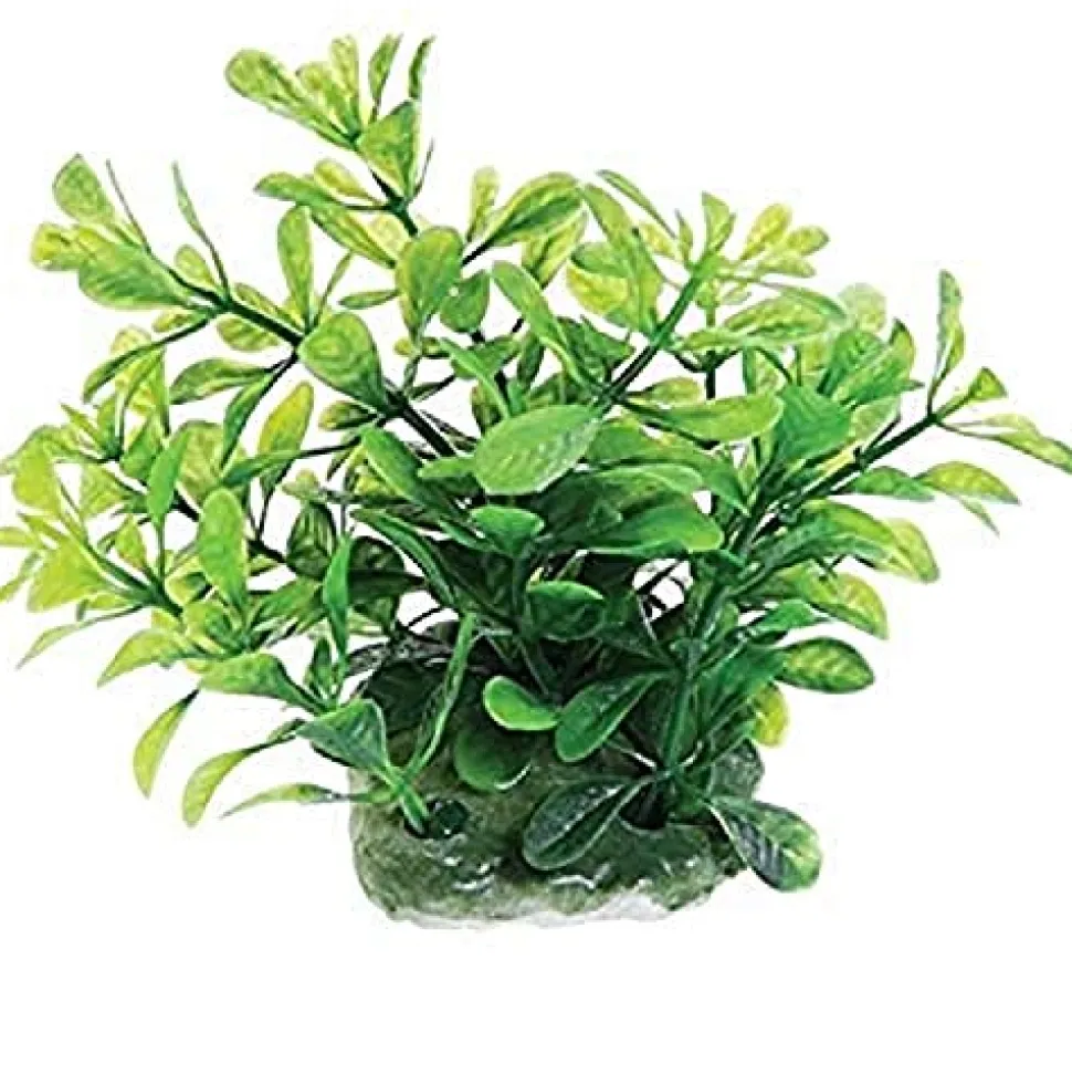 Underwater Treasures Green Moneywort - 2.5"