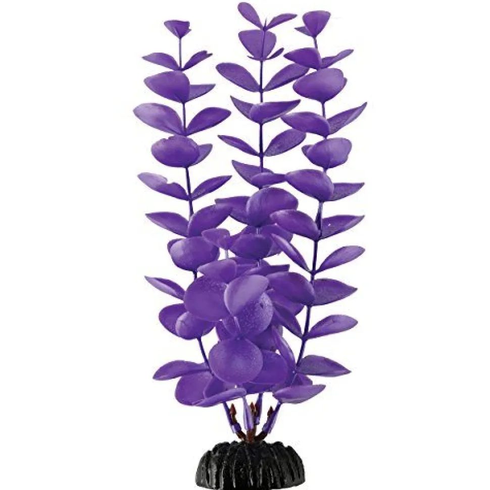 Underwater Treasures Magenta Bacopa - 8"