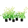 Underwater Treasures Mini Plant - Baby Tear - 2.5" - 5 pk