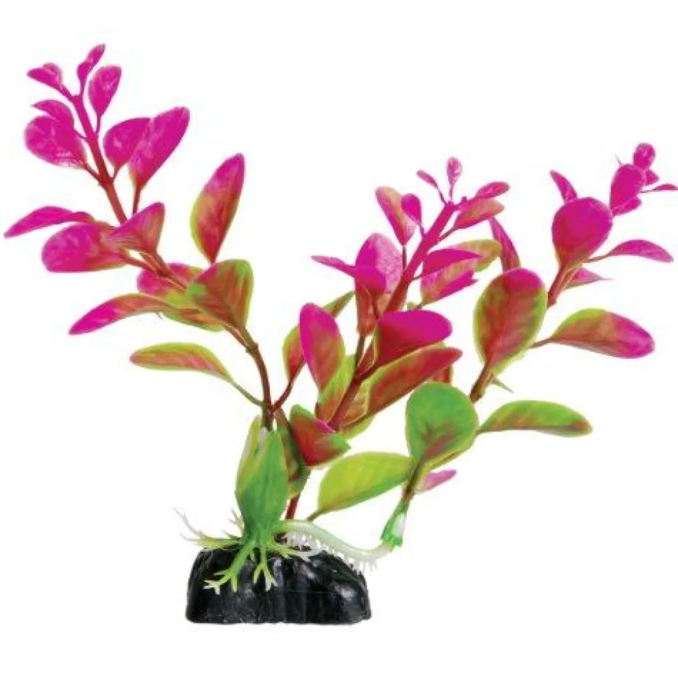 Underwater Treasures Moneywort - Purple - 5" - Pack of 6