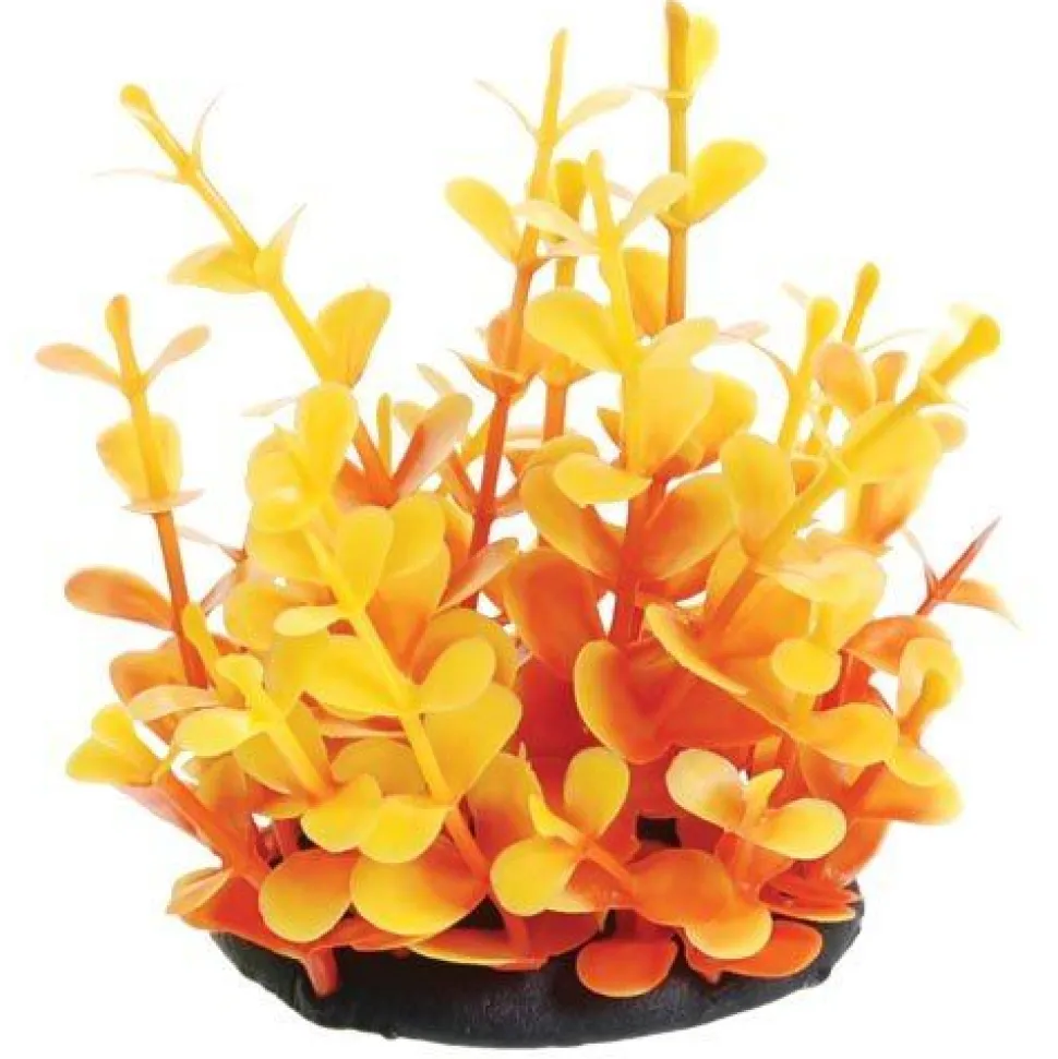 Underwater Treasures Orange Moneywort - 2.5"