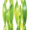 Underwater Treasures Plant Group - C - Tall