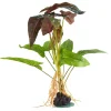 Underwater Treasures Polka Dot Syngonium