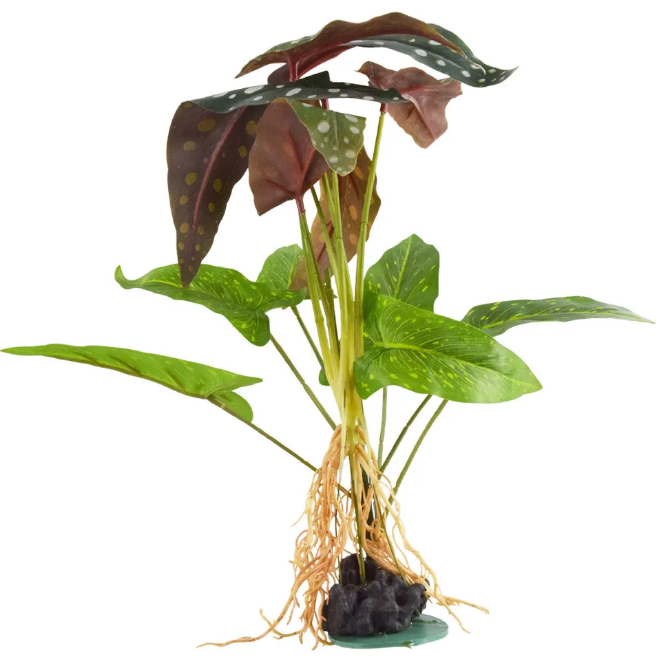Underwater Treasures Polka Dot Syngonium